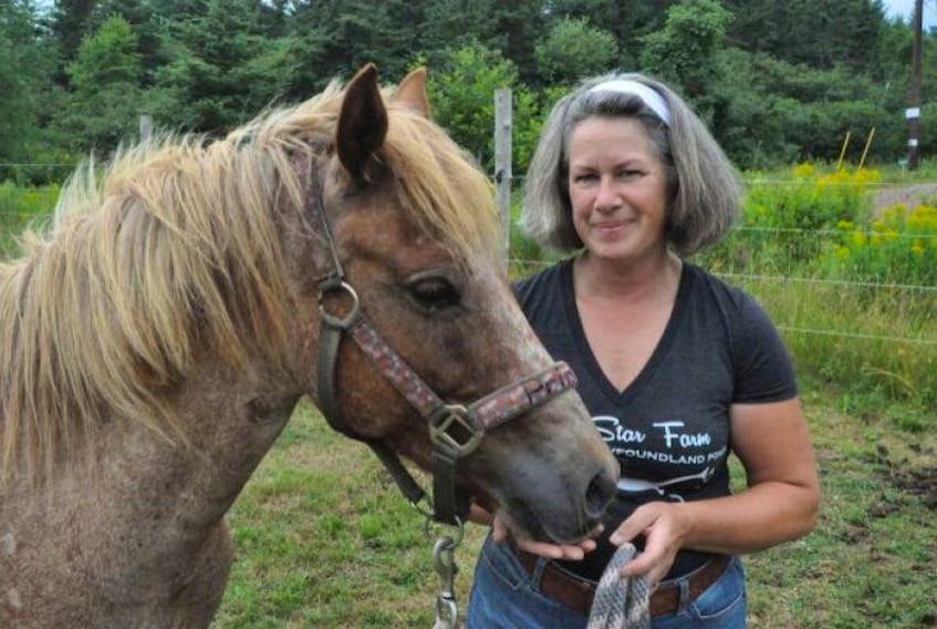Jodie Desmarais with one of her Newfoundland ponies, Princess. The Parrsboro woman is doing everything she can to promote the ponies, which are listed as critically endangered with Rare Breeds Canada.