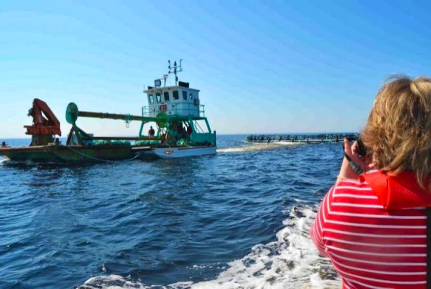 The Nova Scotia Department of Fisheries and Aquaculture says new rules released this week are an attempt to improve the operations and placement of commercial aquafarming sites.