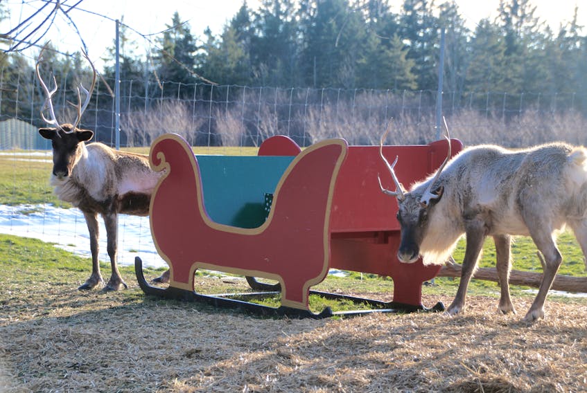 The reindeer are ready to go.
LYNN CURWIN/TRURO DAILY NEWS