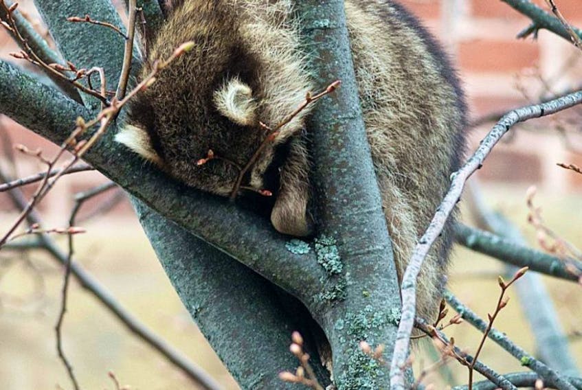 A raccoon perches in a tree outside Charlottetown city hall on May 20, 2015.