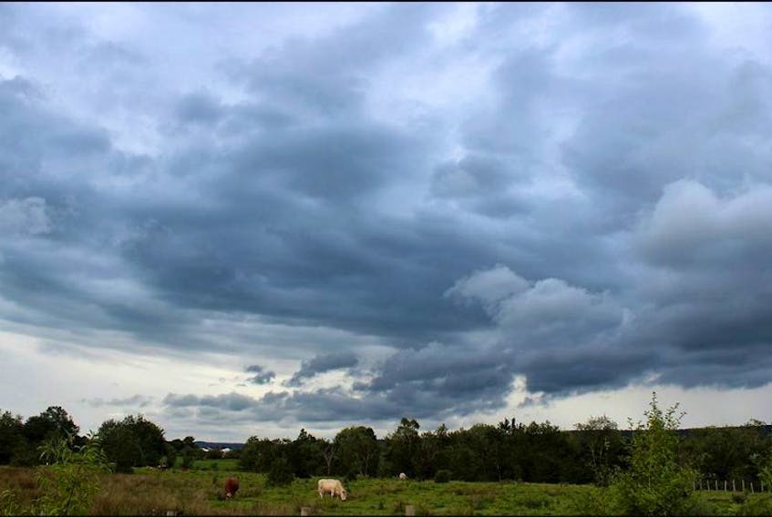 The cows in Lakeville didn't seem to care about the rain clouds moving in Aug. 17