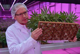 Edwin Jewell, president and CEO of Figr East, the Charlottetown cannabis production facility in the BioCommons Research Park, says these white roots are the signs of a perfectly healthy cannabis plant. This week, the plant invited the media in for a look at an additional 210,000 square feet of space, and it is still in the process of expanding. By the end of this year, the facility will employ nearly 200 people, with the next phase of expansion seeing FIGR East growing to 332,000 square feet. Dave Stewart/The Guardian