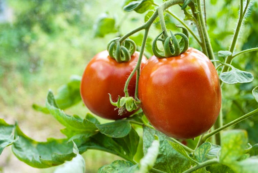 Gardeners have debated whether or not to prune tomatoes, but Gerald Filipski says it will not guarantee increased production.