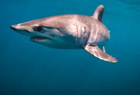 Canada recently announced it is now prohibited to retain endangered shortfin mako sharks in Atlantic fisheries.