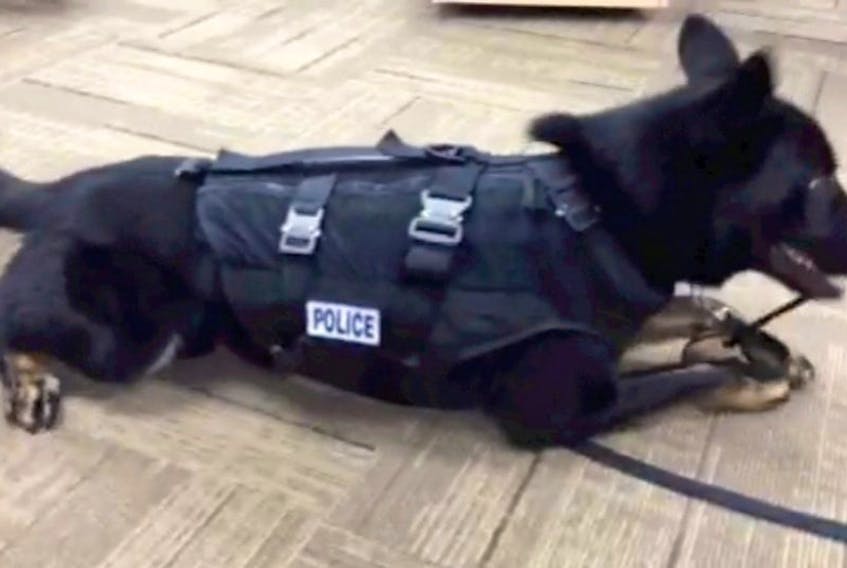 ['The Royal Newfoundland Constabulary’s police dog Edge plays with a toy as he modelled a new ballistic vest before members of the media today in St. John’s. — Image taken from video by Keith Gosse/The Telegram']