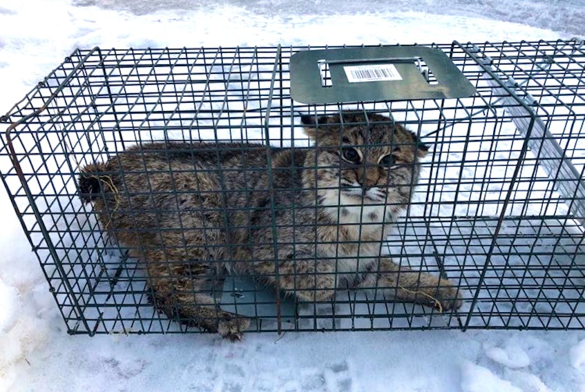 Mark Ditzel trapped this bobcat in Sydney River on Feb. 24, after it was spotted roaming around Fatima Drive and other areas for two-weeks. Ditzel shared the photo on his Facebook page with the caption "With a full belly and a meal to go, he's off to a better place to live." CONTRIBUTED