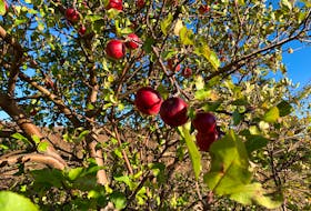 Fugitive apple tree, Conception Bay. North. RUSSELL WANGERSKY/SALTWIRE NETWORK
