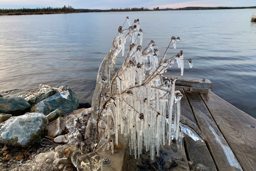 Ice accretion on reeds, Paddy’s Pond, St. John’s. — Russell Wangersky/SaltWire Network