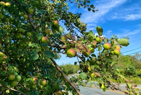 Crab apples are starting to redden — RUSSELL WANGERSKY/SALTWIRE NETWORK