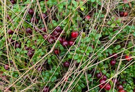 Partridgeberries, lingonberries, ground cranberries — depending on where you are. Russell Wangersky/SaltWire Network.