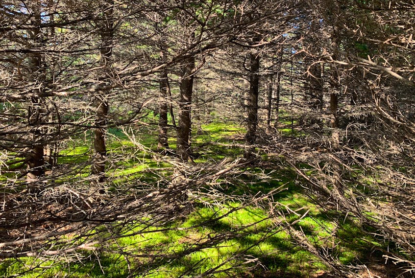Mature spruce woods, Conception Bay North. — Russell Wangersky/SaltWire Network