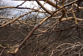 Stripped apple tree branches deep in Pippy Park. — Russell Wangersky/SaltWire Network