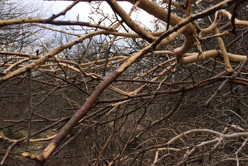 Stripped apple tree branches deep in Pippy Park. — Russell Wangersky/SaltWire Network