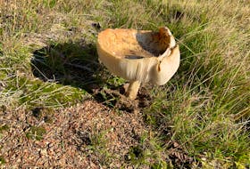A field mushroom large enough to hold a quarter cup of water in its cap RUSSELL WANGERSKY/SALTWIRE NETWORK
