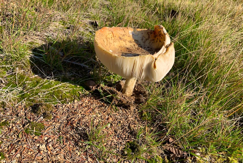 A field mushroom large enough to hold a quarter cup of water in its cap RUSSELL WANGERSKY/SALTWIRE NETWORK
