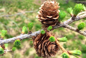 Larch needles burst from their buds. — Russell Wangersky/Saltwire Network