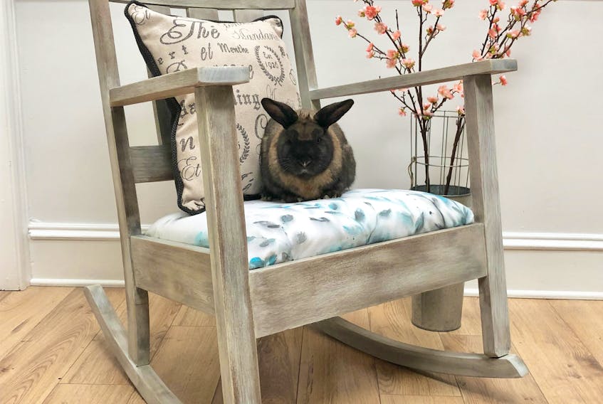 Angie Doucet combines her love of furniture refinishing and rabbits to do good. - Contributed
