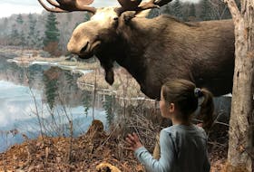Why not learn more about Nova Scotia and visit the moose on Feb. 17? The Museum of Natural History in Halifax will be open and offering free admission to mark Heritage Day.  - Contributed