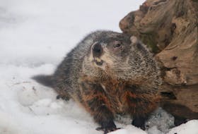Shubenacadie Sam seemed to enjoy being the centre of attention on Groundhog Day.