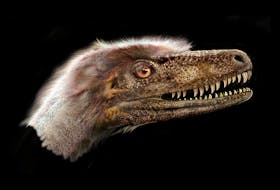 Saurornitholestes. (Photo supplied/University of Alberta)
