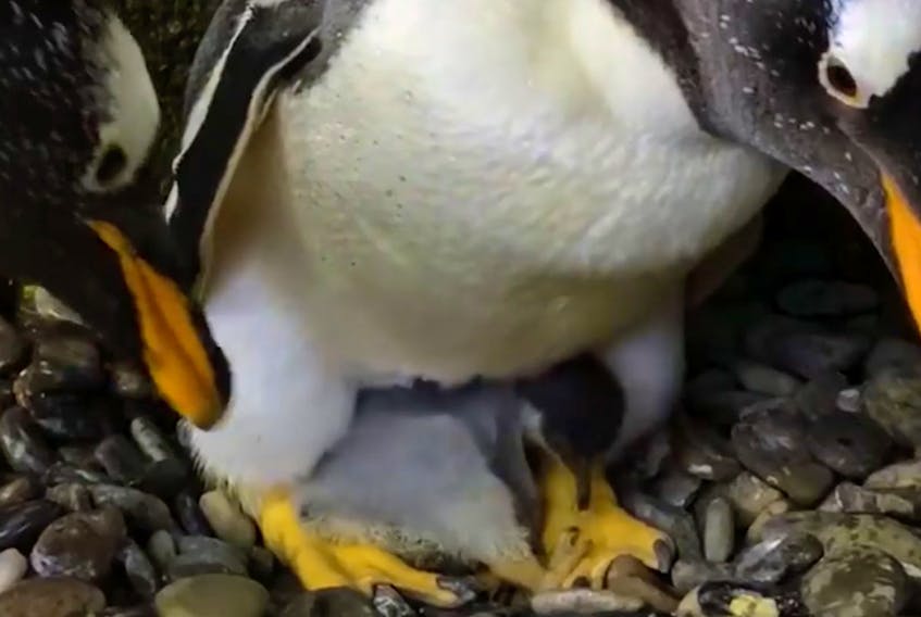 The newly born gentoo penguin, nestled under a protective parent at the Calgary Zoo. Screengrab from a video.