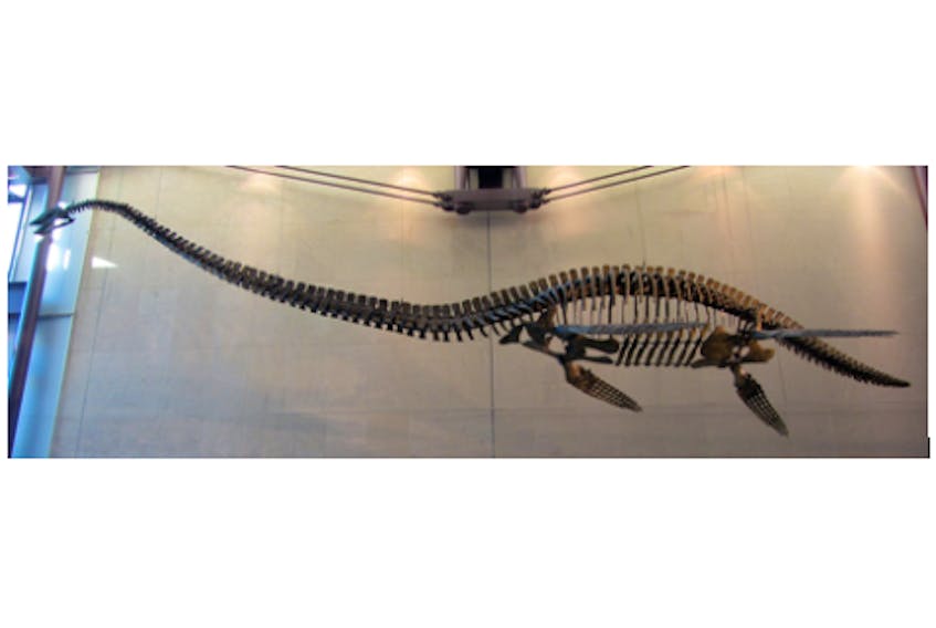 A reconstruction of an elasmosaurus skeleton shows a creature with an extremely long neck. They were believed to have lived in the ocean and been about 7.1 meters (23 ft) in length.