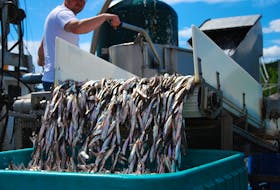 The commercial caplin fishery in Newfoundland supplies at least a couple extra weeks of employment for workers at processing plants around the island, also creating spinoff jobs for truck drivers and contractors who supply the pumping equipment to offload boats.