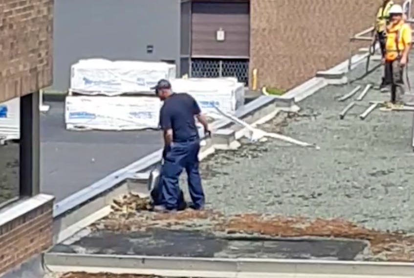 A screenshot of the Facebook video showing a man removing a seagull’s nest from the roof of the Health Sciences Centre as the seagull flies overhead. -Computer screenshot