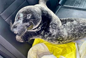 Charlottetown police rescued this seal on Feb. 21, 2021 after responding to a report from a concerned citizen. The police returned the seal to the water.
