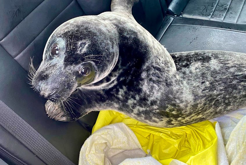Charlottetown police rescued this seal on Feb. 21, 2021 after responding to a report from a concerned citizen. The police returned the seal to the water.