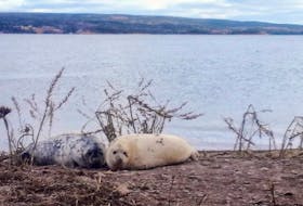 A pair of grey seal pups on Red Island in Richmond County. Bruce Hatcher, a Cape Breton University chair in marine ecosystem research and director of the Bras d’Or Institute, recently spotted unprecedented numbers of grey seals breeding on the island. CONTRIBUTED
