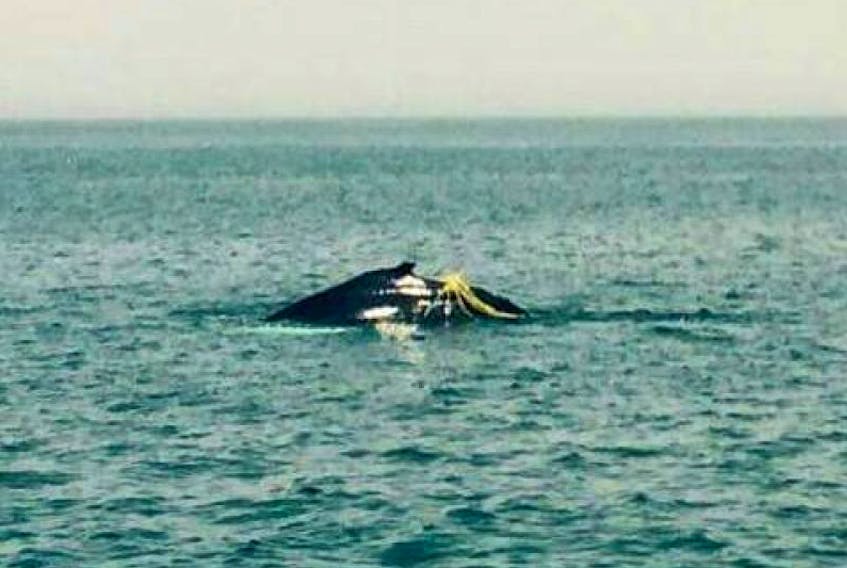 ['<p>As of Friday afternoon a juvenile humpback whale remained entangled in rope off Brier Island.<br />Contributed Photo</p>']
