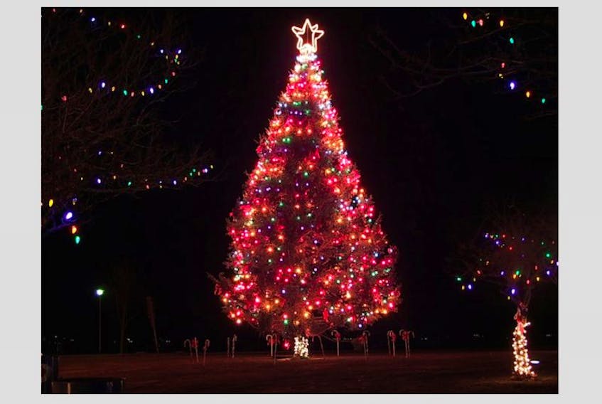 The Shelburne tree lit up in Gloucester.&nbsp;