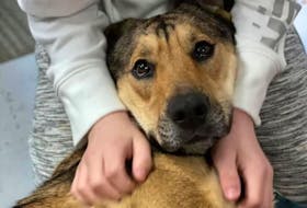 A dog rescued on March 14 after being stranded on the ice on Haines Lake in Digby County has a new family and a new home. The family of one of her rescuers, Nathaniel Denton, has adopted the dog, whose name is now Maya. CONTRIBUTED 