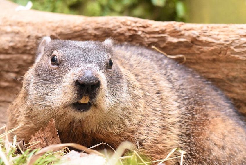 Shubenacadie Sam is getting ready for his time in the spotlight when he makes his annual prediction to the end of winter. Sam will greet the crowd at the Shubenacadie Wildlife Park at 8 a.m. on Tuesday to see if he spots his shadow.