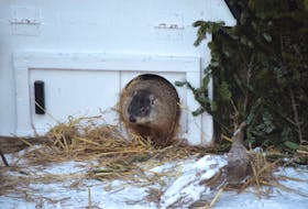 Groundhogs are an example of animals that truly hibernate during winter months. File photo