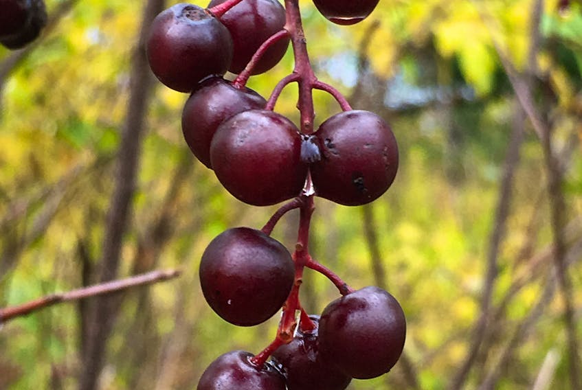 Good to the last drop! Catherine Sorrey takes us in for a closer look.  The berries on this tree in Rotary Park in Sydney, N.S. had just been washed by a rain shower.
