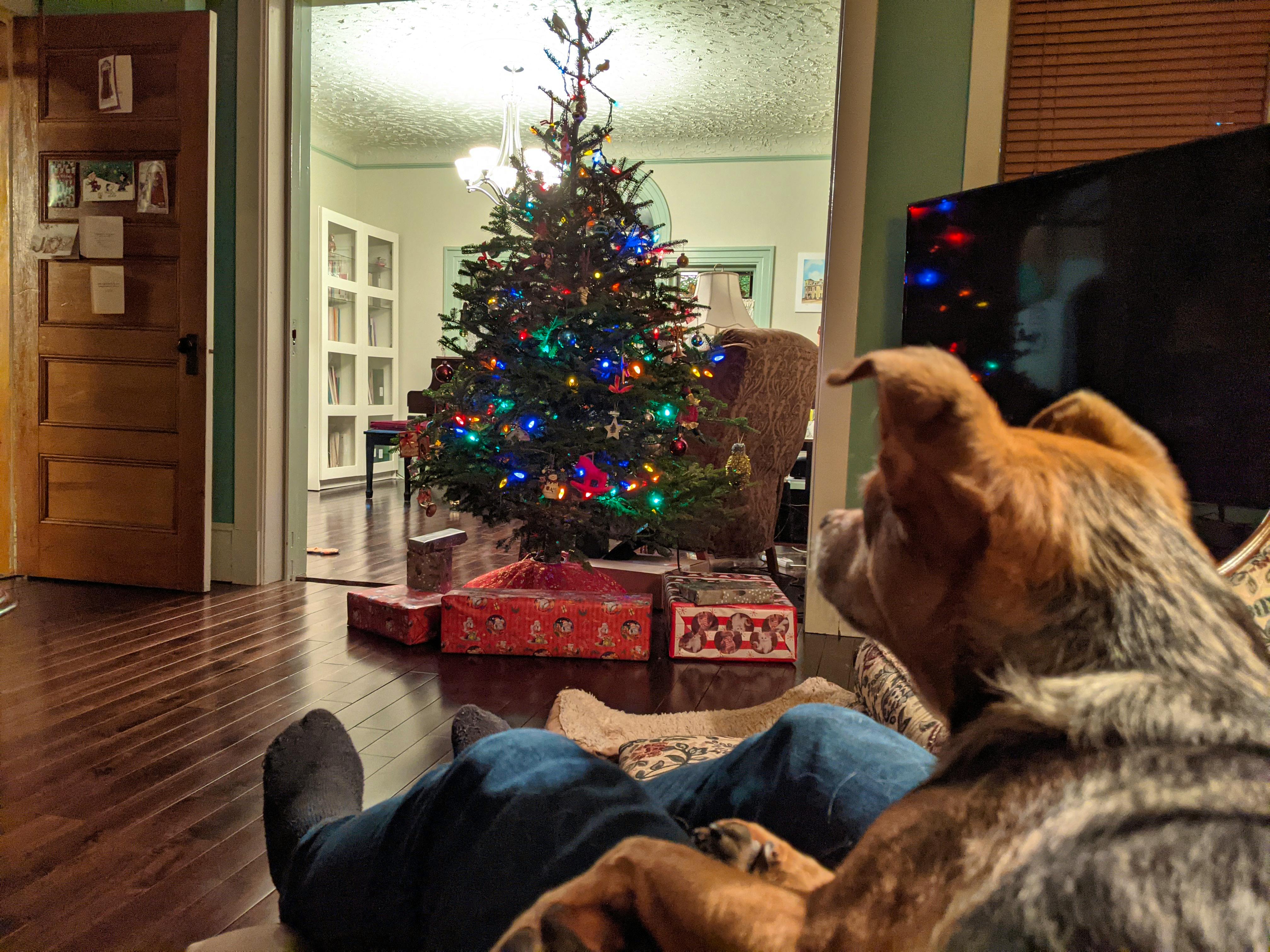 "Here's my dog, Zoe, looking at our Christmas tree while sitting on my nephew Corey's knee. We just moved from Ontario to Aylesford in November. Corey is a student at King's College in Halifax, N.S., and was able to spend the holidays with us. He took the photo.
Cheers, Christine Sharp. "