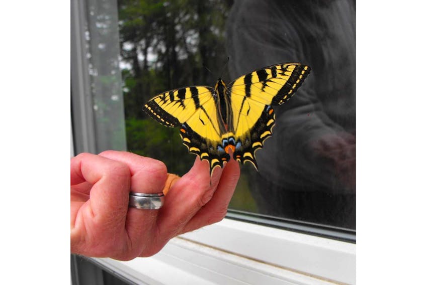 Jeff Miller was visited by this lovely tiger swallowtail butterfly in Chester, N.S.