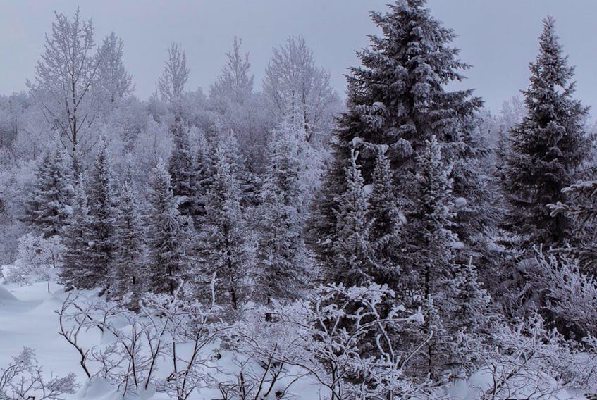 Cold can be beautiful.  For those of us who have yet to visit Labrador, Jason Edwards gives us a preview of winter's beauty.  This picture perfect photo was taken at Jean Lake, Wabush, NL.