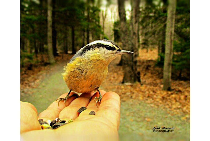 This is what Sylvie Theriault calls "red-breasted nuthatch therapy." She took the photo in Shubie Park, Dartmouth, N.S.