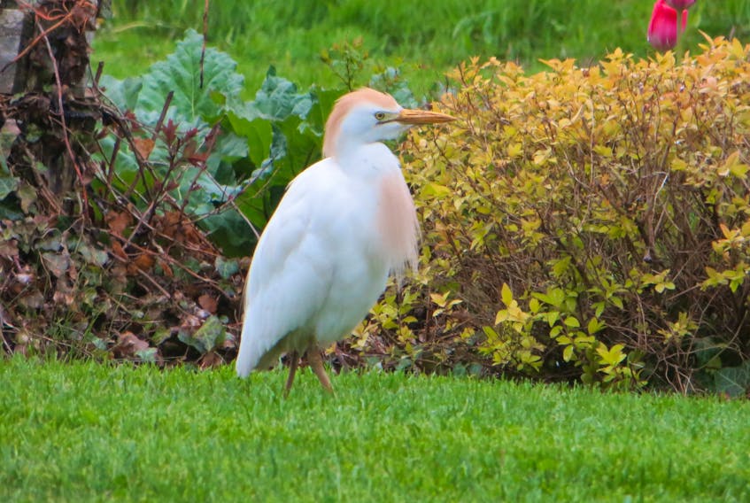 Donna Shunamon says the beautiful cattle egret landed on her North Kingston, N.S.,  lawn and stayed several hours – feeding on some worms.