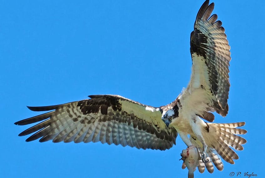 The majestic osprey pulled supper from the Atlantic over Isle Madame off Cape Breton Island  in Nova Scotia and Phil was there to capture the moment and share it with all of us.