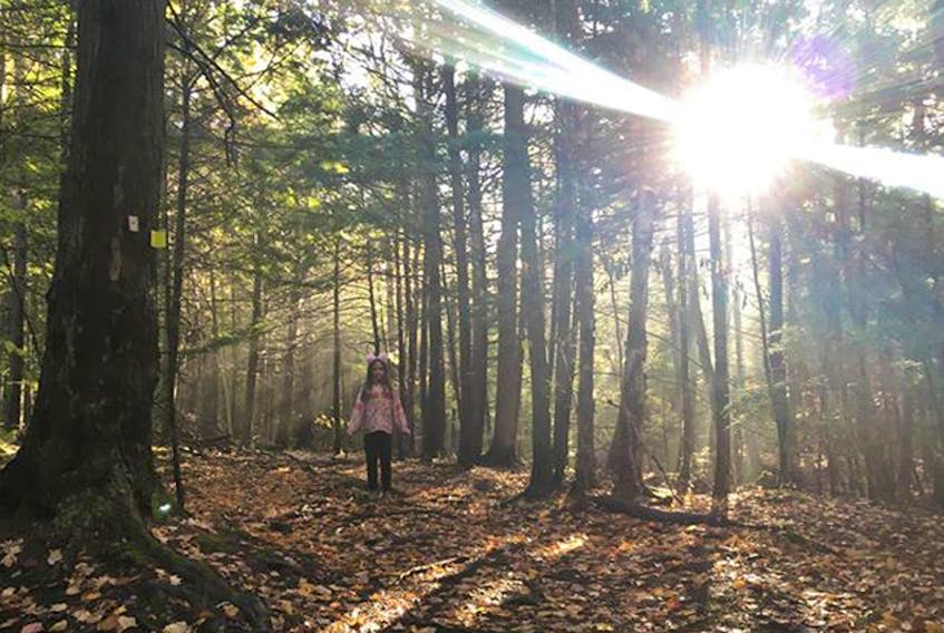 Leanne MacArthur Matthews and her daughter Lauren were out for a walk in Trenton Park, in Trenton N.S. when they fond themselves surrounded by magical shadows. The sunlight, dancing on the droplets of fog streamed through the tall trees and painted the forest floor with golden light.