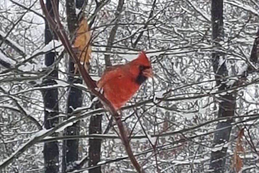 What a sight. The freshly fallen snow was a perfect backdrop for this curious cardinal. Cindy Boomgaars was lucky to spot him in her backyard in Coldbrook, N.S. yesterday. - Contributed