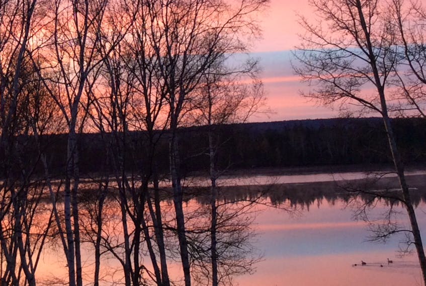 Ever consider a family sunrise swim in November?  Great idea if you're a goose. Carlene Crouse was out admiring the pastel morning sky at Granville Centre, N.S. when she noticed a goose family doing the same on the Annapolis River.