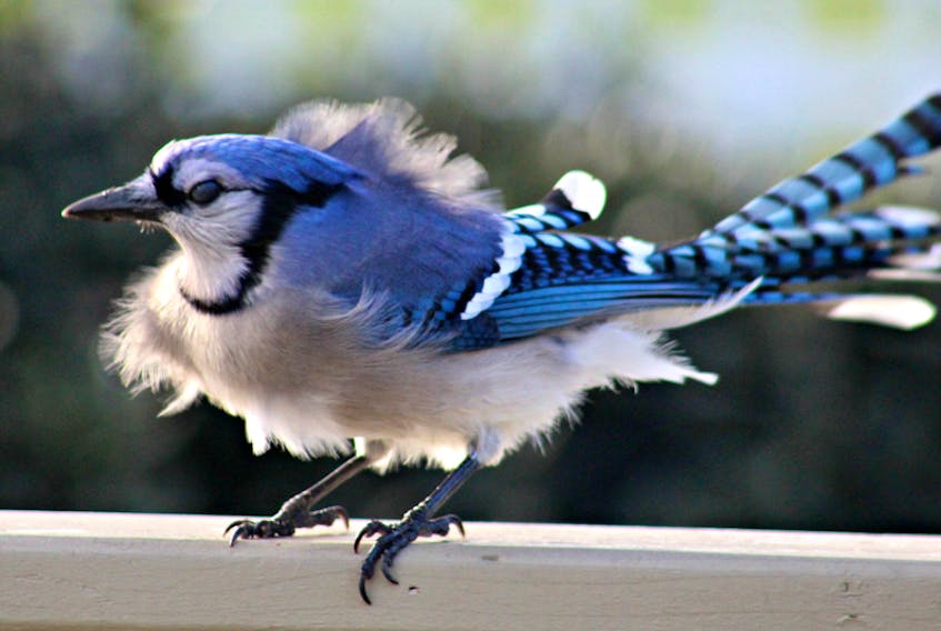 Having a "bad feather day!" Lee Edgar found this lovely blue jay bracing for yet another gust of wind in Cole Harbour N.S. No lack of wind these days thanks to a parade of powerful fall storms.