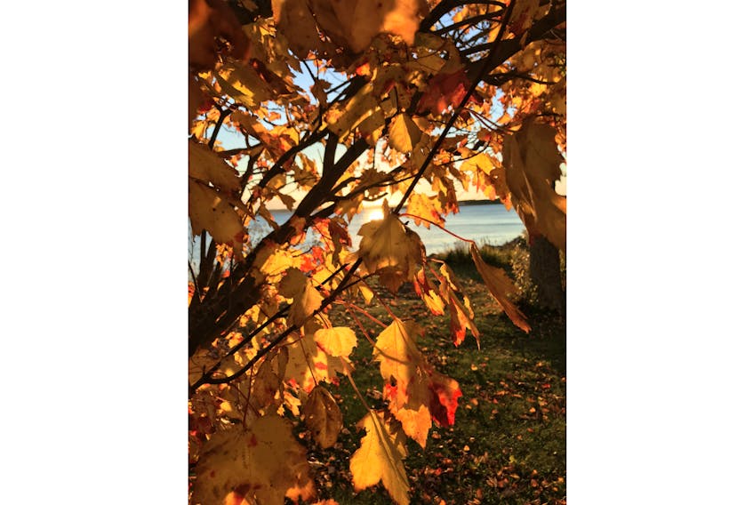The fall foliage photo was taken at Cameron Beach, Port Howe, N.S.  Philomene O'Connor hopes "it will leaf an impression."