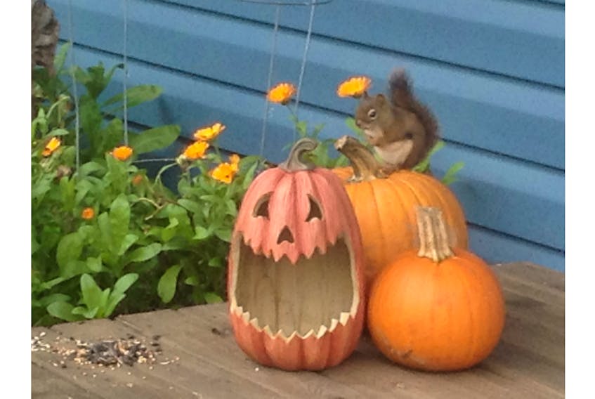 Is this squirrel in Tennecape, N.S., getting ready for Halloween? - Karen Duggan