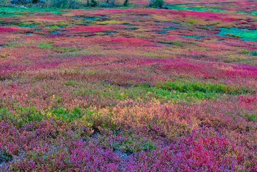 Check out this kaleidoscope of colour! The blueberry fields put on quite a show in the fall.  Barry Burgess spotted this one in Nova Scotia's Wentworth Valley.  He says that he's never seen them quite like this!